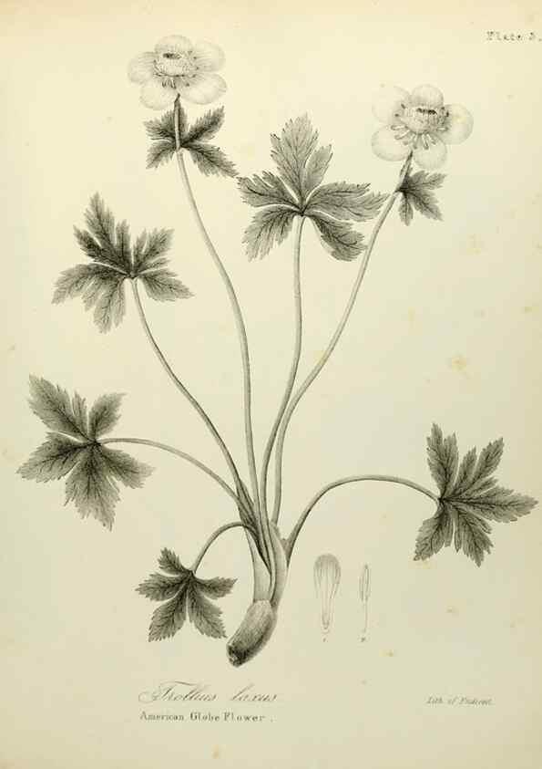 Reproducción/Reproduction 49122635466: A flora of the State of New-York, comprising full descriptions of all the indigenous and naturalized plants hitherto discovered in the state;. Albany,Carroll and Cook, Printers to the Assembly,1843.. 