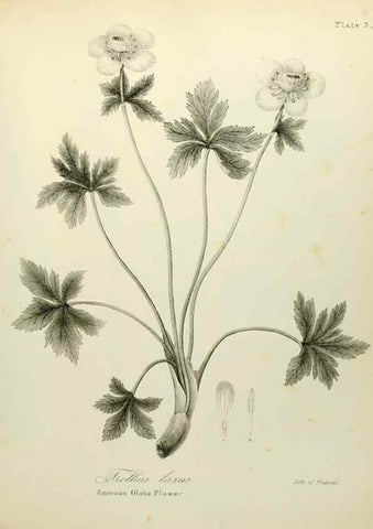 Reproducción/Reproduction 49122635466: A flora of the State of New-York, comprising full descriptions of all the indigenous and naturalized plants hitherto discovered in the state;. Albany,Carroll and Cook, Printers to the Assembly,1843.. 