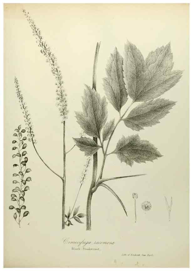Reproducción/Reproduction 49122635906: A flora of the State of New-York, comprising full descriptions of all the indigenous and naturalized plants hitherto discovered in the state;. Albany,Carroll and Cook, Printers to the Assembly,1843.. 