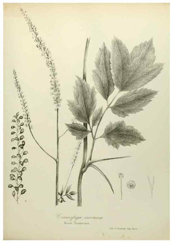 Reproducción/Reproduction 49122635906: A flora of the State of New-York, comprising full descriptions of all the indigenous and naturalized plants hitherto discovered in the state;. Albany,Carroll and Cook, Printers to the Assembly,1843.. 