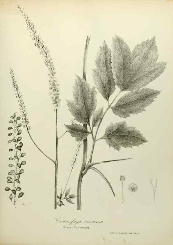 Reproducción/Reproduction 49122635906: A flora of the State of New-York, comprising full descriptions of all the indigenous and naturalized plants hitherto discovered in the state;. Albany,Carroll and Cook, Printers to the Assembly,1843.. 