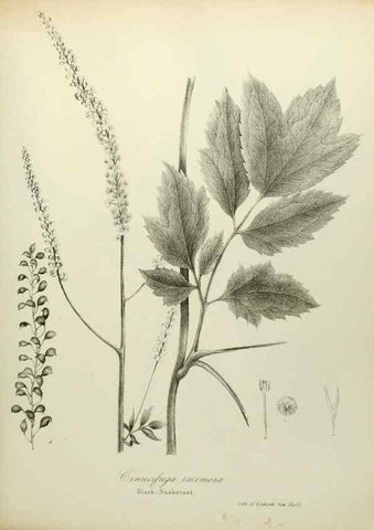 Reproducción/Reproduction 49122635906: A flora of the State of New-York, comprising full descriptions of all the indigenous and naturalized plants hitherto discovered in the state;. Albany,Carroll and Cook, Printers to the Assembly,1843.. 