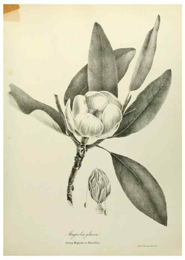 Reproducción/Reproduction 49122133278: A flora of the State of New-York, comprising full descriptions of all the indigenous and naturalized plants hitherto discovered in the state;. Albany,Carroll and Cook, Printers to the Assembly,1843.. 