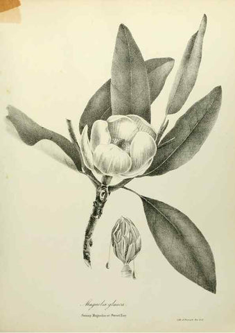 Reproducción/Reproduction 49122133278: A flora of the State of New-York, comprising full descriptions of all the indigenous and naturalized plants hitherto discovered in the state;. Albany,Carroll and Cook, Printers to the Assembly,1843.. 