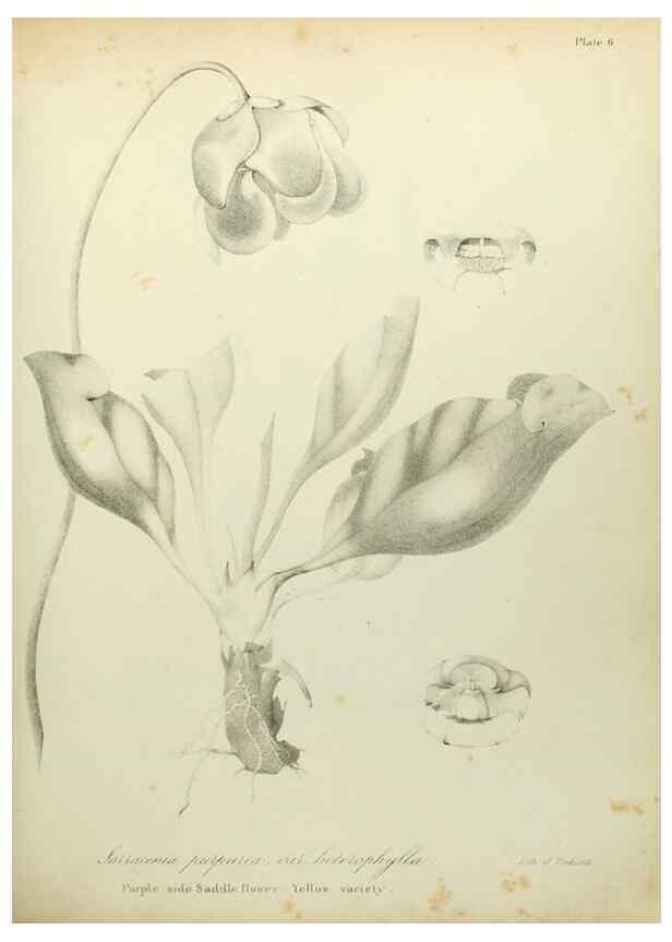 Reproducción/Reproduction 49122822822: A flora of the State of New-York, comprising full descriptions of all the indigenous and naturalized plants hitherto discovered in the state;. Albany,Carroll and Cook, Printers to the Assembly,1843.. 