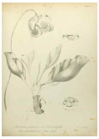 Reproducción/Reproduction 49122822822: A flora of the State of New-York, comprising full descriptions of all the indigenous and naturalized plants hitherto discovered in the state;. Albany,Carroll and Cook, Printers to the Assembly,1843.. 