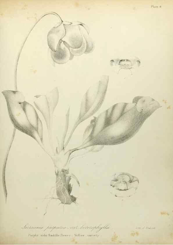 Reproducción/Reproduction 49122822822: A flora of the State of New-York, comprising full descriptions of all the indigenous and naturalized plants hitherto discovered in the state;. Albany,Carroll and Cook, Printers to the Assembly,1843.. 