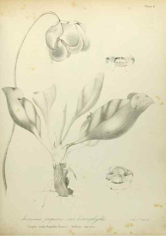Reproducción/Reproduction 49122822822: A flora of the State of New-York, comprising full descriptions of all the indigenous and naturalized plants hitherto discovered in the state;. Albany,Carroll and Cook, Printers to the Assembly,1843.. 