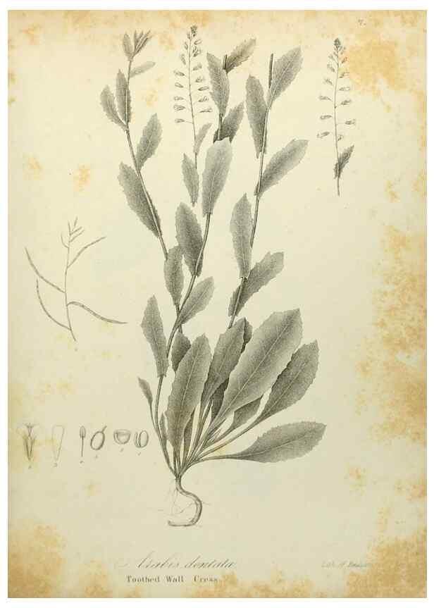 Reproducción/Reproduction 49122636696: A flora of the State of New-York, comprising full descriptions of all the indigenous and naturalized plants hitherto discovered in the state;. Albany,Carroll and Cook, Printers to the Assembly,1843.. 