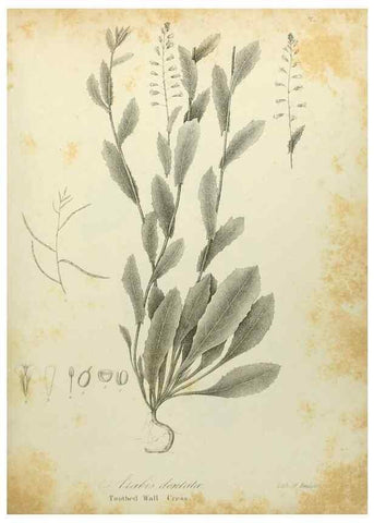 Reproducción/Reproduction 49122636696: A flora of the State of New-York, comprising full descriptions of all the indigenous and naturalized plants hitherto discovered in the state;. Albany,Carroll and Cook, Printers to the Assembly,1843.. 