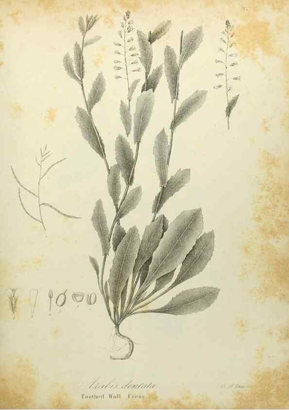 Reproducción/Reproduction 49122636696: A flora of the State of New-York, comprising full descriptions of all the indigenous and naturalized plants hitherto discovered in the state;. Albany,Carroll and Cook, Printers to the Assembly,1843.. 