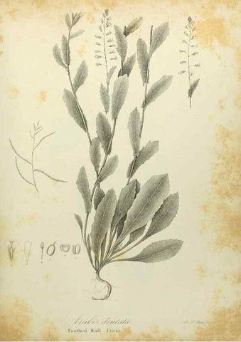 Reproducción/Reproduction 49122636696: A flora of the State of New-York, comprising full descriptions of all the indigenous and naturalized plants hitherto discovered in the state;. Albany,Carroll and Cook, Printers to the Assembly,1843.. 