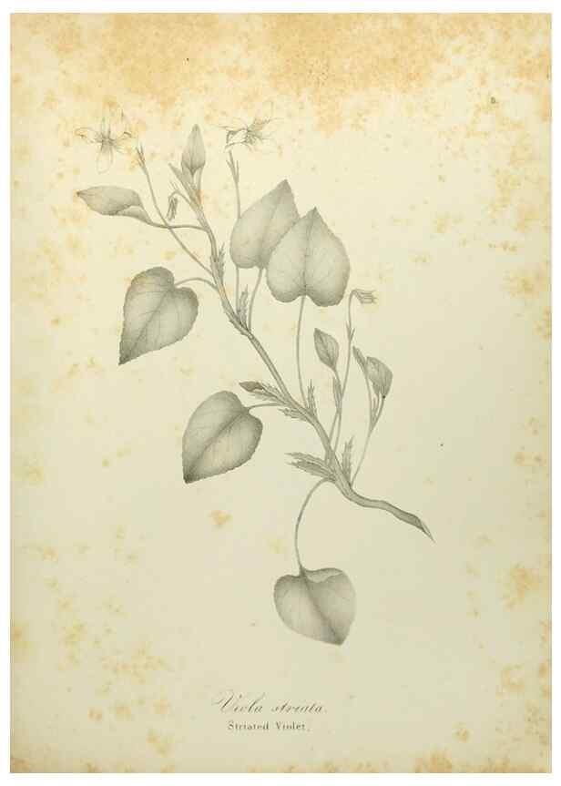 Reproducción/Reproduction 49122637011: A flora of the State of New-York, comprising full descriptions of all the indigenous and naturalized plants hitherto discovered in the state;. Albany,Carroll and Cook, Printers to the Assembly,1843.. 