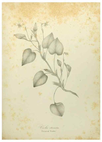 Reproducción/Reproduction 49122637011: A flora of the State of New-York, comprising full descriptions of all the indigenous and naturalized plants hitherto discovered in the state;. Albany,Carroll and Cook, Printers to the Assembly,1843.. 