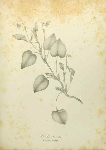 Reproducción/Reproduction 49122637011: A flora of the State of New-York, comprising full descriptions of all the indigenous and naturalized plants hitherto discovered in the state;. Albany,Carroll and Cook, Printers to the Assembly,1843.. 