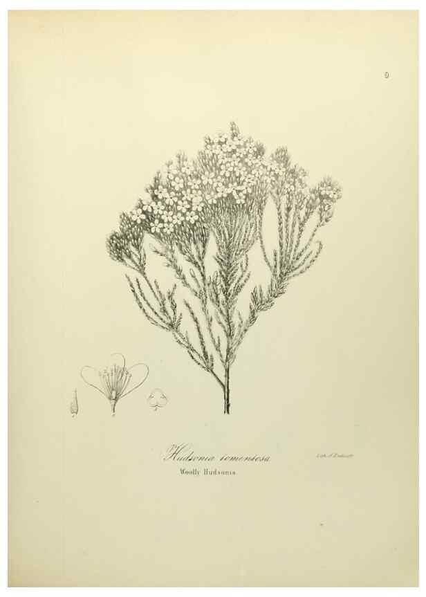 Reproducción/Reproduction 49122134498: A flora of the State of New-York, comprising full descriptions of all the indigenous and naturalized plants hitherto discovered in the state;. Albany,Carroll and Cook, Printers to the Assembly,1843.. 
