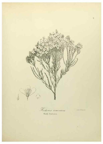 Reproducción/Reproduction 49122134498: A flora of the State of New-York, comprising full descriptions of all the indigenous and naturalized plants hitherto discovered in the state;. Albany,Carroll and Cook, Printers to the Assembly,1843.. 