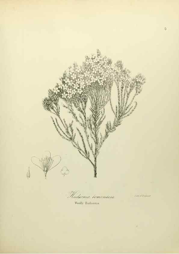 Reproducción/Reproduction 49122134498: A flora of the State of New-York, comprising full descriptions of all the indigenous and naturalized plants hitherto discovered in the state;. Albany,Carroll and Cook, Printers to the Assembly,1843.. 