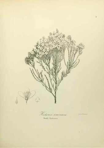 Reproducción/Reproduction 49122134498: A flora of the State of New-York, comprising full descriptions of all the indigenous and naturalized plants hitherto discovered in the state;. Albany,Carroll and Cook, Printers to the Assembly,1843.. 