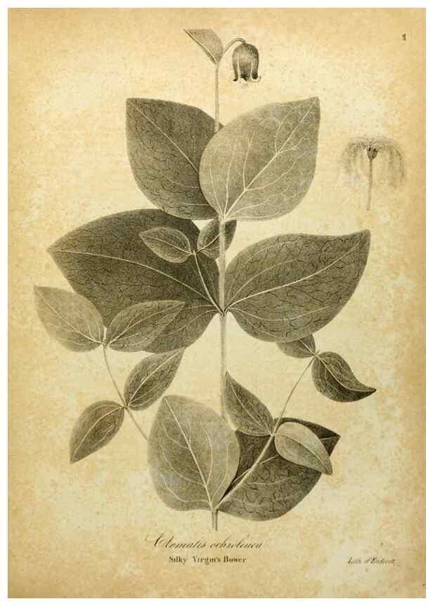 Reproducción/Reproduction 49122131813: A flora of the State of New-York, comprising full descriptions of all the indigenous and naturalized plants hitherto discovered in the state;. Albany,Carroll and Cook, Printers to the Assembly,1843.. 