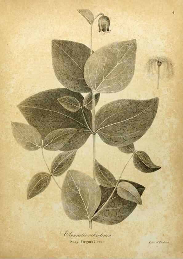 Reproducción/Reproduction 49122131813: A flora of the State of New-York, comprising full descriptions of all the indigenous and naturalized plants hitherto discovered in the state;. Albany,Carroll and Cook, Printers to the Assembly,1843.. 