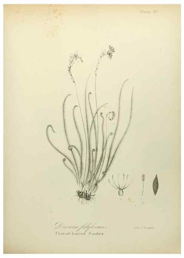 Reproducción/Reproduction 49122637591: A flora of the State of New-York, comprising full descriptions of all the indigenous and naturalized plants hitherto discovered in the state;. Albany,Carroll and Cook, Printers to the Assembly,1843.. 