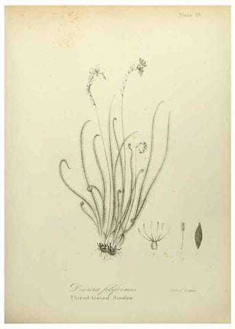 Reproducción/Reproduction 49122637591: A flora of the State of New-York, comprising full descriptions of all the indigenous and naturalized plants hitherto discovered in the state;. Albany,Carroll and Cook, Printers to the Assembly,1843.. 