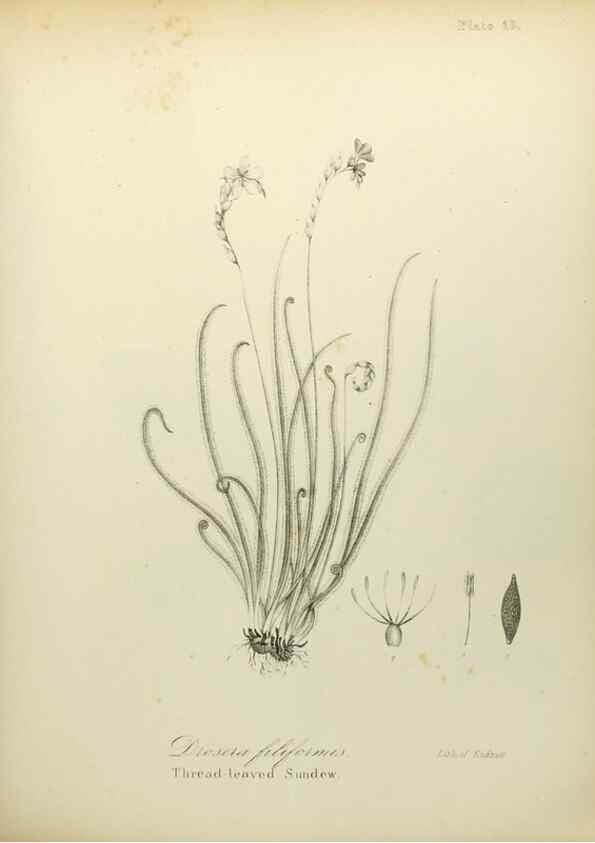Reproducción/Reproduction 49122637591: A flora of the State of New-York, comprising full descriptions of all the indigenous and naturalized plants hitherto discovered in the state;. Albany,Carroll and Cook, Printers to the Assembly,1843.. 