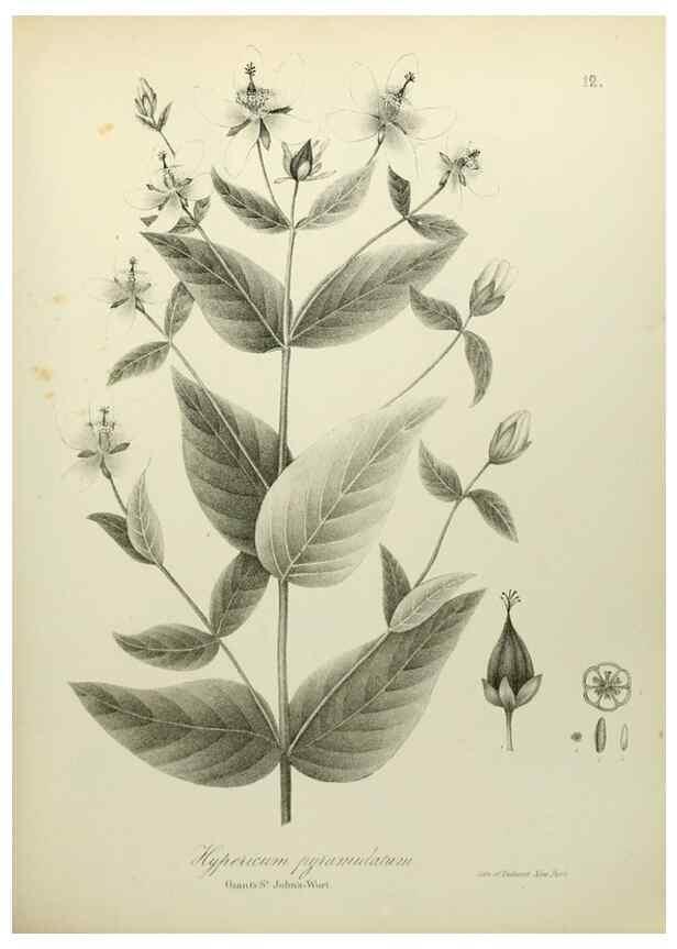 Reproducción/Reproduction 49122638111: A flora of the State of New-York, comprising full descriptions of all the indigenous and naturalized plants hitherto discovered in the state;. Albany,Carroll and Cook, Printers to the Assembly,1843.. 