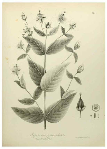 Reproducción/Reproduction 49122638111: A flora of the State of New-York, comprising full descriptions of all the indigenous and naturalized plants hitherto discovered in the state;. Albany,Carroll and Cook, Printers to the Assembly,1843.. 