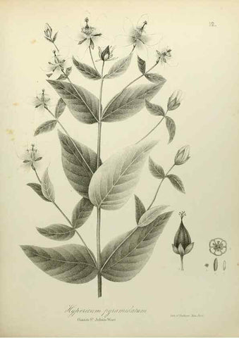 Reproducción/Reproduction 49122638111: A flora of the State of New-York, comprising full descriptions of all the indigenous and naturalized plants hitherto discovered in the state;. Albany,Carroll and Cook, Printers to the Assembly,1843.. 