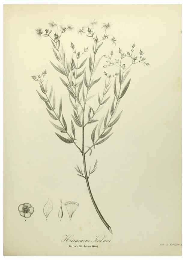 Reproducción/Reproduction 49122135683: A flora of the State of New-York, comprising full descriptions of all the indigenous and naturalized plants hitherto discovered in the state;. Albany,Carroll and Cook, Printers to the Assembly,1843.. 
