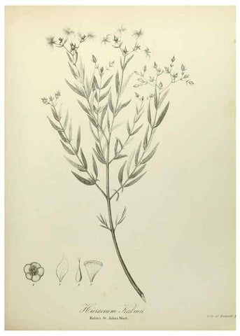 Reproducción/Reproduction 49122135683: A flora of the State of New-York, comprising full descriptions of all the indigenous and naturalized plants hitherto discovered in the state;. Albany,Carroll and Cook, Printers to the Assembly,1843.. 