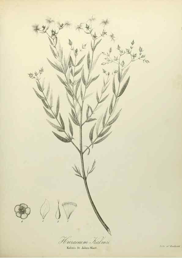 Reproducción/Reproduction 49122135683: A flora of the State of New-York, comprising full descriptions of all the indigenous and naturalized plants hitherto discovered in the state;. Albany,Carroll and Cook, Printers to the Assembly,1843.. 