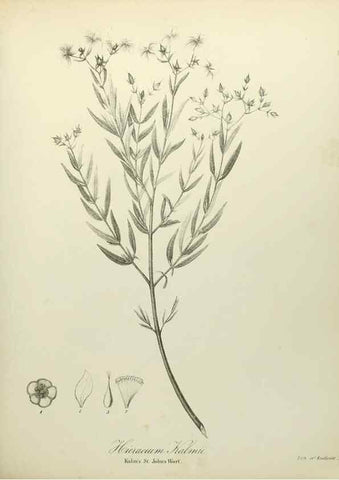 Reproducción/Reproduction 49122135683: A flora of the State of New-York, comprising full descriptions of all the indigenous and naturalized plants hitherto discovered in the state;. Albany,Carroll and Cook, Printers to the Assembly,1843.. 