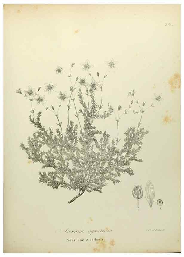 Reproducción/Reproduction 49122136013: A flora of the State of New-York, comprising full descriptions of all the indigenous and naturalized plants hitherto discovered in the state;. Albany,Carroll and Cook, Printers to the Assembly,1843.. 