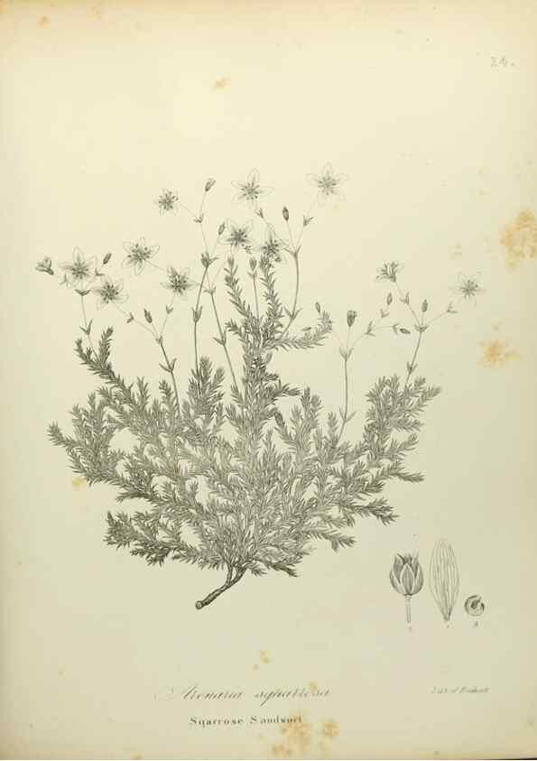 Reproducción/Reproduction 49122136013: A flora of the State of New-York, comprising full descriptions of all the indigenous and naturalized plants hitherto discovered in the state;. Albany,Carroll and Cook, Printers to the Assembly,1843.. 