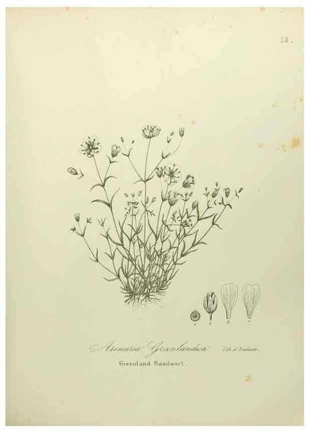 Reproducción/Reproduction 49122638981: A flora of the State of New-York, comprising full descriptions of all the indigenous and naturalized plants hitherto discovered in the state;. Albany,Carroll and Cook, Printers to the Assembly,1843.. 