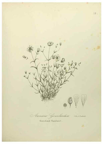 Reproducción/Reproduction 49122638981: A flora of the State of New-York, comprising full descriptions of all the indigenous and naturalized plants hitherto discovered in the state;. Albany,Carroll and Cook, Printers to the Assembly,1843.. 