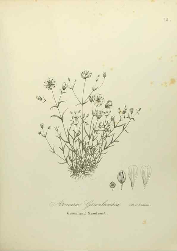 Reproducción/Reproduction 49122638981: A flora of the State of New-York, comprising full descriptions of all the indigenous and naturalized plants hitherto discovered in the state;. Albany,Carroll and Cook, Printers to the Assembly,1843.. 