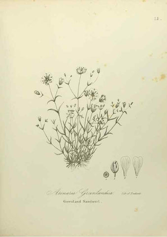 Reproducción/Reproduction 49122638981: A flora of the State of New-York, comprising full descriptions of all the indigenous and naturalized plants hitherto discovered in the state;. Albany,Carroll and Cook, Printers to the Assembly,1843.. 