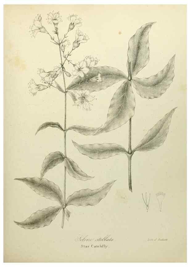 Reproducción/Reproduction 49122639296: A flora of the State of New-York, comprising full descriptions of all the indigenous and naturalized plants hitherto discovered in the state;. Albany,Carroll and Cook, Printers to the Assembly,1843.. 