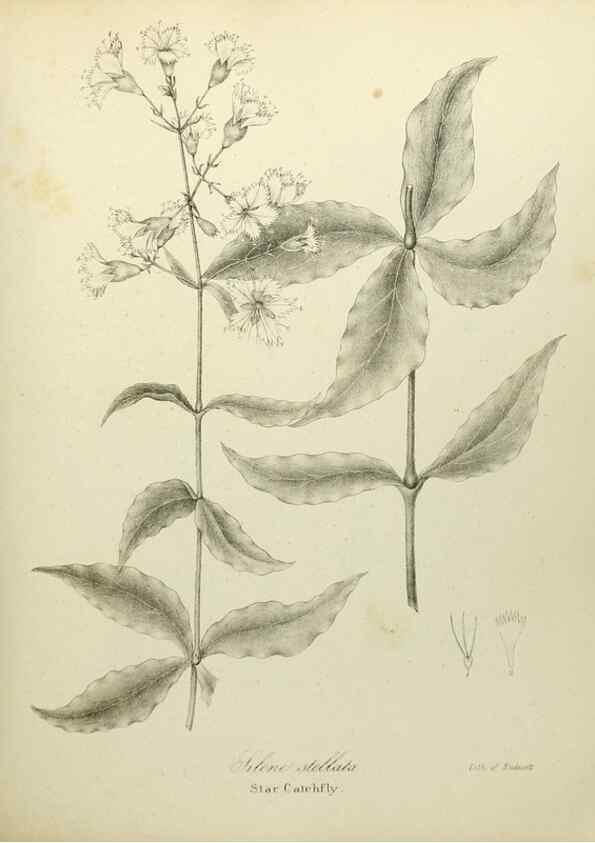 Reproducción/Reproduction 49122639296: A flora of the State of New-York, comprising full descriptions of all the indigenous and naturalized plants hitherto discovered in the state;. Albany,Carroll and Cook, Printers to the Assembly,1843.. 