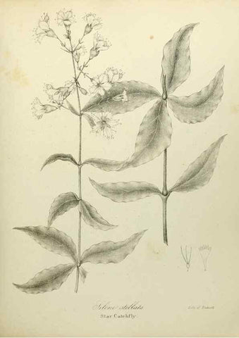 Reproducción/Reproduction 49122639296: A flora of the State of New-York, comprising full descriptions of all the indigenous and naturalized plants hitherto discovered in the state;. Albany,Carroll and Cook, Printers to the Assembly,1843.. 
