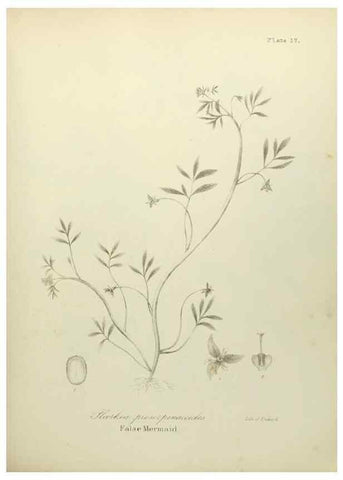Reproducción/Reproduction 49122826237: A flora of the State of New-York, comprising full descriptions of all the indigenous and naturalized plants hitherto discovered in the state;. Albany,Carroll and Cook, Printers to the Assembly,1843.. 