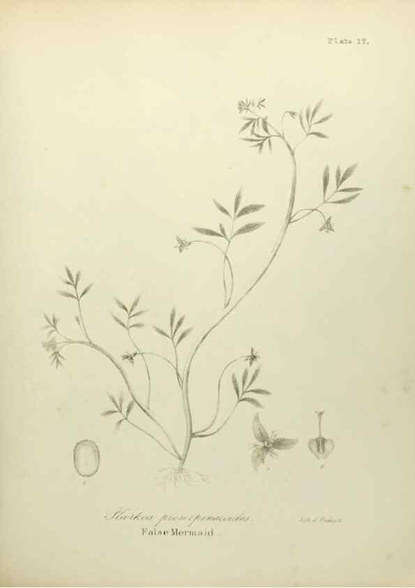 Reproducción/Reproduction 49122826237: A flora of the State of New-York, comprising full descriptions of all the indigenous and naturalized plants hitherto discovered in the state;. Albany,Carroll and Cook, Printers to the Assembly,1843.. 