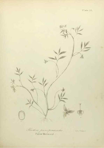 Reproducción/Reproduction 49122826237: A flora of the State of New-York, comprising full descriptions of all the indigenous and naturalized plants hitherto discovered in the state;. Albany,Carroll and Cook, Printers to the Assembly,1843.. 