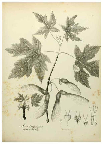 Reproducción/Reproduction 49122827032: A flora of the State of New-York, comprising full descriptions of all the indigenous and naturalized plants hitherto discovered in the state;. Albany,Carroll and Cook, Printers to the Assembly,1843.. 
