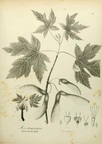 Reproducción/Reproduction 49122827032: A flora of the State of New-York, comprising full descriptions of all the indigenous and naturalized plants hitherto discovered in the state;. Albany,Carroll and Cook, Printers to the Assembly,1843.. 