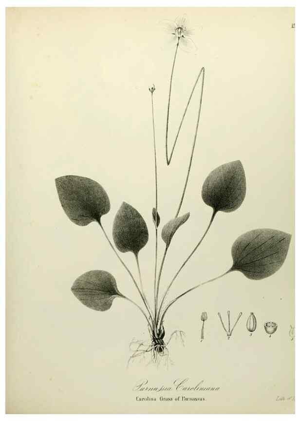 Reproducción/Reproduction 49122135118: A flora of the State of New-York, comprising full descriptions of all the indigenous and naturalized plants hitherto discovered in the state;. Albany,Carroll and Cook, Printers to the Assembly,1843.. 